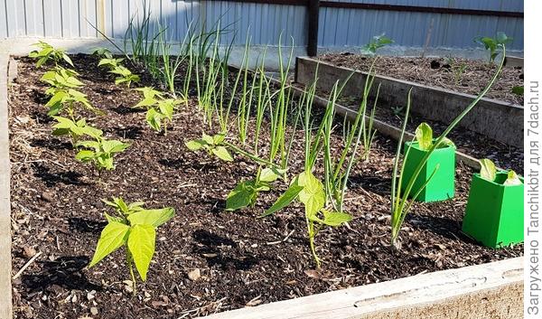 Потенциал у высаженных сортов больше, но затупила в этом году 😎, высадила рассаду не удачно. На одной грядке первым планом оказалась фасоль (нашла фото от 6 июня, по левой стороне как раз юг), на другой - на лук завалился укроп 🙂 Лук на солнце должен расти, а у меня оказался в вечной тени
