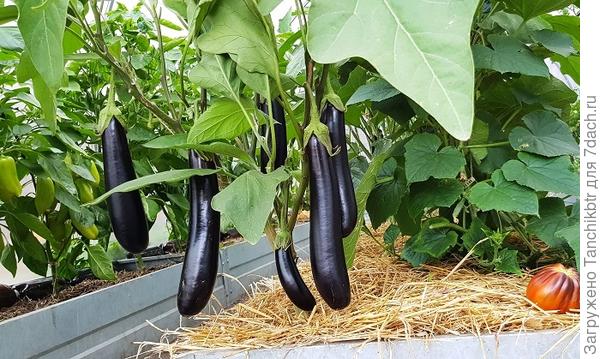 Я в восторге от гибрида Дестан (долго размышляла в проф. интернет-магазине над выбором семян). Баклажаны завалили урожаем, регулярно снимаю по 5-7 крупных выровненных плодов (всего высажено 3 куста). Надо сфоткать, если получится, кусты уже высотой ± 1,5 метра, настоящие баклажановые деревья, никогда такого не видела