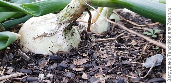 На фото, кстати, видно, что тоже использую шелуху подсолнечника, не в качестве мульчи, а заделывала плоскорезом в грядки, что-то осталось на поверхности. Это никак не влияет на горечь или сладость лука. Зато, как оказалось, лук приветствует песок. Я это знала, соседи по даче, высаживая севок, всегда холмики «городили» из песка, но мне повторять было лень. Осенью часть посадочного материала высадила на грядку, на которой в прошлом году росли арбузы (я под каждое растение прилично песка добавляла, а затем распределила всё по площади всей грядки), лук уродился в сравнении с другой грядой, эдак, в 2-3 раза крупнее