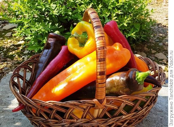 Дегустировать и снимать плоды начали без меня, лично успела только Рамиро красный попробовать в конце июля, но оторвусь завтра-послезавтра, часть урожая с утреца сняла. Рамиро красный порадовал вкусом, действительно очень сладкий и без специфического перечного духа. Вообще редко употребляю сладкий перец в свежем виде, а тут сложно было оторваться. Рада, что ожидания оправдались (обычно наоборот 😀). Но со слов дегустаторов, он проигрывает Палермо оранжевому и Рамиро шоколадному (Рога Быка желтые еще не пробовали), уже невтерпеж самой проверить