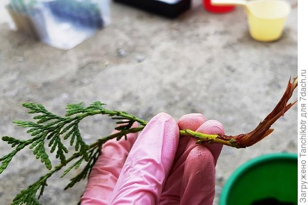 У меня черенки хвойных (не только) поделены на 2 группы (с пяточкой и без). Из жадности в каждый прозрачный стакан высадила по 4-6 штук (подсмотрела у Оли в статье), поэтому точное количество укорененных растений не понятно. Вот и думаю на днях пересадить, разделив аккуратно земляной ком – всё встанет на свои места. Но пока корни я вижу только в контейнерах с пометкой «пятка». Но это же не исключает, что без пятки могли тоже укорениться, просто корни меньше и их не видно, как вариант 😀 Но у меня черенки небольшие, явно длиной не по 15-20 см, умышленно отрывала молодые побеги (может, в этом дело?). Раньше довольствовалась веточками, оставшимися после обрезки, результат укоренения был нулевым, в том числе с применением Фитозонта, Фитоклона и Радиграна. Перерыла галерею, наверное, только на этом фото более-менее понятно, какие черенки преимущественно использовала в этом году