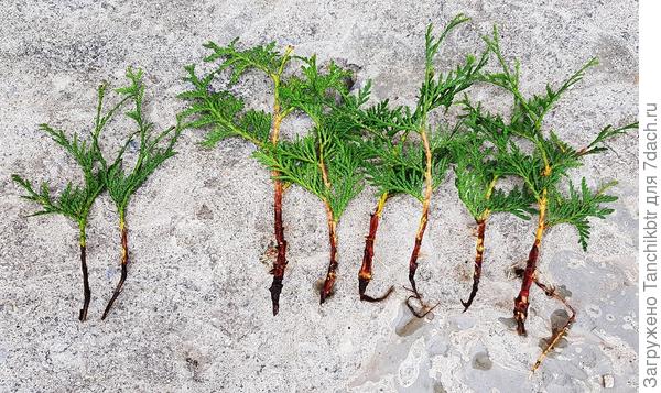 Шаровидная туя. Всего 18 черенков (13 с пяткой + 5 с косым срезом). Вновь укоренились только черенки с «пяточкой» (85% – 11 из 13). Обрати внимание, что почернели самые неказистые маленькие веточки. Скорее всего, «такие» – не лучший материал для черенкования