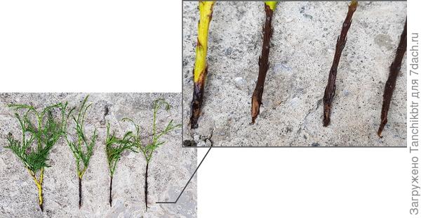Черенки шаровидной туи с косым срезом без признаков укоренения
