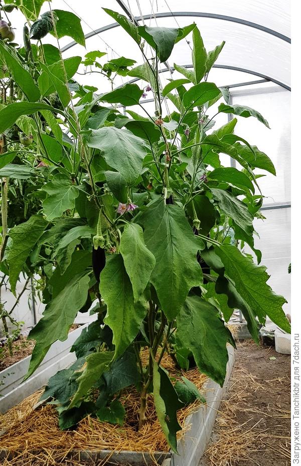 Еще в понедельник сфтографировала «баклажанные деревья», но не с руки было заглянуть на сайт, показать обещанное. Вот так вымахали товарищи под потолок теплицы 🙈, никогда ранее такого не видела. А вы?