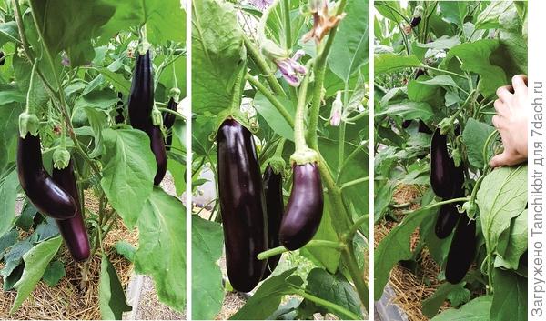 Плоды искусно маскируются за листьями, но стоит чуть отодвинуть листву, заглянуть внутрь куста...