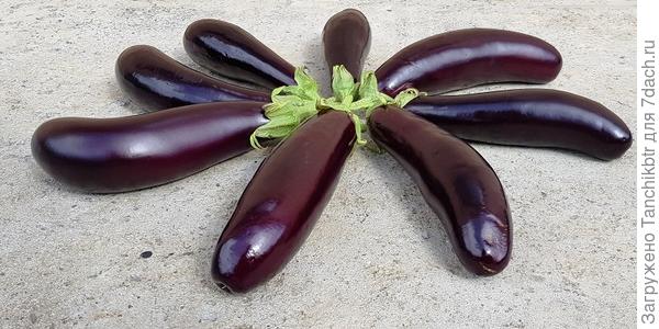 Очередной сбор урожая, стабильно собираем по 6-12 штук за раз (высажено 3 куста). Думаю, для Дестана – это не придел, т.к. особо не ухаживала (в последний месяц так точно «забила» 🙂) + баклажаны были ослаблены фузариозным увяданием (постоянно с ним сталкиваюсь). Удивило, что полив и опрыскивание с добавлением фитоспорина на постоянной основе (подсмотрела совет на ютуб), а также своевременное удаление пораженных листьев способно сдерживать недуг (раньше вся борьба сводилась к удалению кустов)