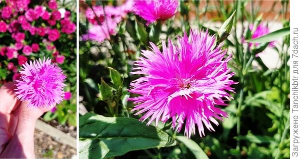 Она же ближе (на заднем плане «ковром горит» – Династия)