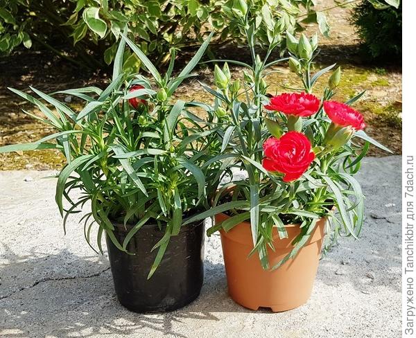 В рассаде (моё небольшое упущение, что начала тестировать на ней Мелиорант)