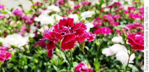 Крупным планом