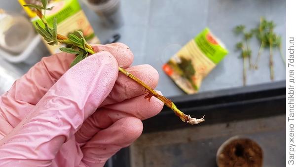 Препарат целенаправленно не фотографировала, но нашла в галерее фото, на котором отчетливо видны очертания уже знакомых упаковок 🙂 Каждый черенок перед высадкой опудривала в порошке «Коренника»