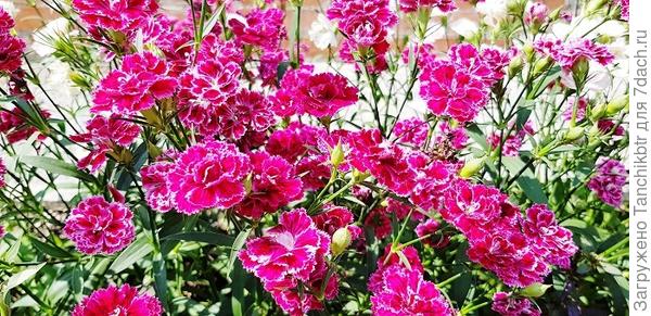 Махровая гвоздика  &#39;Dynasty&#39; F1 (&#39;Династия&#39;)