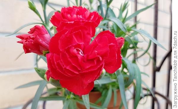 Красотка &#39;Lillipot&#39; (&#39;Лилипот&#39;)