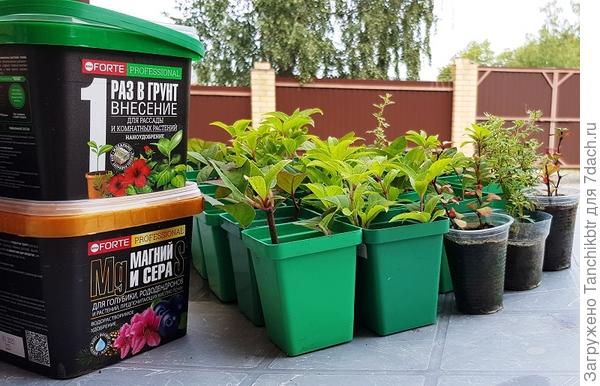 Гортензии, спиреи, дерен, калина, чубушник, флокс укоренились в 100% составе (на фото – день пересадки по индивидуальным стаканчикам, т.к. изначально в одну тару размещала от 2 до 6-8 черенков). Результаты чуть хуже показали лапчатка и туи (стоит заметить, что раньше укоренить хвойные у меня вообще не получалось). Над барбарисами и можжевельниками буду еще корпеть, т.к. выдали самый низкий процент укоренения, но заметно лучше, чем в прошлые годы. Видимо, что-то не так делаю, какой-то важный момент/нюанс по ним упускаю