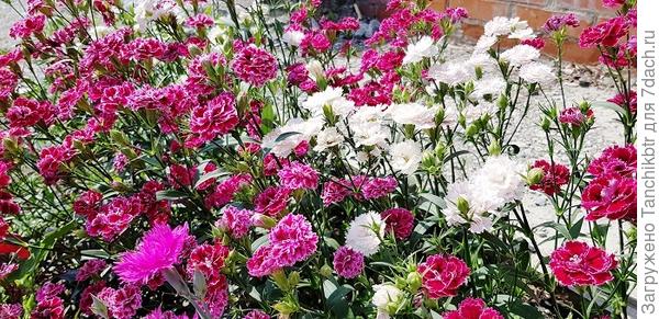 У этой серии очень много расцветок, лично попробовала 4 или 5