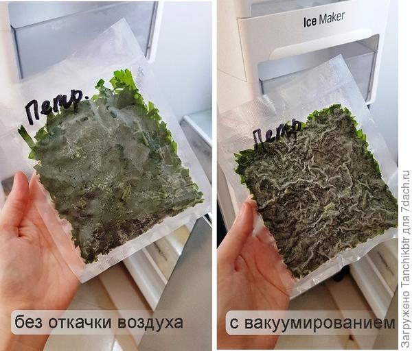 В этом году приобрела вакууматор, теперь &quot;играюсь&quot;. Всевозможные соусы замораживаю, зелень... как с откачкой воздуха, так и без. На фото для примера петрушка. Что-то я не туда завернула 🙊 🙈, извиняюсь за офтоп. Отдельная благодарность за интересные рецепты 👏 Масло тоже делаю, используя как свежий, так и сушеный базилик, только при заливке не нагреваю. А уксус где используется, для заправки салатов и только? И по готовности не процеживается, ингредиенты так и находятся в бутылке? Вместо зонтиков укропа можно использовать семена? Засыпала вопросами 🙂 Хочу попробовать сделать, но уже неделю, как убрала укроп, а молодой, посеянный в июле, навряд ли подарит зонтики, не успеет