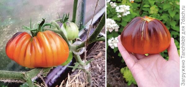 Всё-таки не зря вкус – это субъективные ощущения с бесконечной палитрой оценок и спорить о нем – дурной тон. Запали мне в память твои восторги о сорте «Синяя груша», но довелось вырастить только в этом сезоне. В общем, при дегустации все «эксперты» переглянулись 👀 т.к. успела напеть дифирамбы. Пальму первенства томату не отдали, более того, он перекочевал с партера на галерку. Чем он тебе так нравится? О вкусе уже написала, урожайность была посредственной (2 куста высадила), да и болячек разных схватил