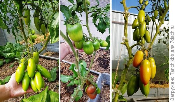 Всё еще в поисках идеальных томатов для вяления. К сожалению, Пламя не нашла, высадила  из имеющихся семян – Ниагара, Римская свеча и Черная сосулька. Отличные томаты, но для вяления не годятся, одна шкурка остается