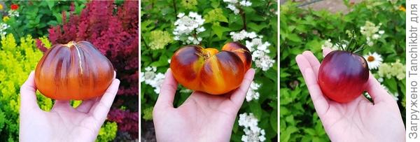 В этом сезоне нам снова не хватило классических красных томатов. «Экзотика» – это хорошо, но уже привычные, «понятные» томаты тоже должны присутствовать. Понадеялась на сорта «Домашние красные» и «Козула 21», однако, вышел промах. Первые, да, красные, но урожайность подкачала, а Козула-21 абсолютли не красные 😀