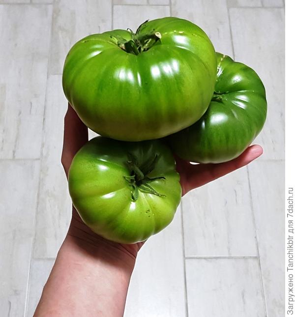 Кстати, о болячках... Пришла к выводу, что нужно подойти к вопросу «протравливания» семян перед посадкой более ответственно. Как начала использовать семена «от частников», начались проблемы в виде никогда доколе невиданного бактериоза и пр. «диковинных» болячек 😡 Видимо, производители все-таки обрабатывают семенной материал, что не скажешь о коллекционерах. Но везде можно найти плюсы. В этом году впервые не стояла у мартена 👍 и определила оптимальное количество томатных кустов «на поесть». Оказывается, 6 (шесть) обильно плодоносящих томатных  кустов для нас достаточно, чтобы прокормить семью из 7-8 человек. Количество посадок ограничила давно, остановившись на 16-18 кустах. Даже с таким скромным количеством ежегодно велась борьба с урожаем не на жизнь, а на смерть (давно беру не количеством, а качеством). Еще сократить посадки рука не поднималась, т.к. количество неиспробованных сортов и гибридов росло в геометрической прогрессии. Но тут природа матушка вмешалась, и большая часть томатов приказала долго жить (впервые на моей практике, так что еще раз призываю семена из «неизвестных источников» протравливать).  Так вышло, что половина томатов загнулась при высадке... и осталось из 17 кустов 6 😎 Ничего не подхватил сорт Giant Fiolet (Фиолетовый гигант), уже жалею, что позавчера не сфотографировала кусты перед уборкой, абсолютно чистый листовой аппарат. Он был единственным из уже выращиваемых, всё остальное – новинки. Второй год присматриваюсь, в этом сезоне уже из своих семян. Обалденный томат, мега-урожайный, даже Стринги и Пурпурное сердце перед ним меркнут. Вкус классический томатный, но О-О-ОЧЕНЬ насыщенный, «нитритный» 😛 Мне его даже солить не хочется. А когда все же присолишь томатные ломтики – прикусить язык можно. Позавчера собрала, как мне казалось, «остатки», так они на 1,5 ведра потянули (с 2х кустов). Вяжет крупные плоды с первой до последней кисти, весом 200-500 граммов