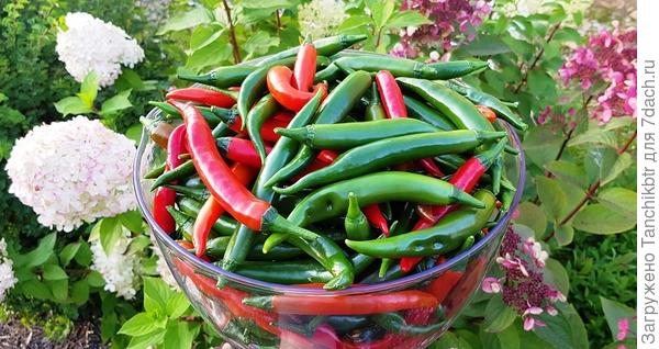 В этом году пробовала Big Daddy (Большой папа), купилась из-за названия. Думала, перец будет «выдающегося размера», перчины размером хотя бы, как у сорта «Слоновий хобот». Но, увы...