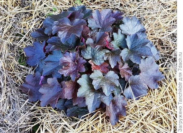 Всеми известная гейхера Palace Purple (Палас Пурпл, Пурпурный замок). В этом году выращивала. Себе оставила два кустика, остальные семь отправила папе на участок