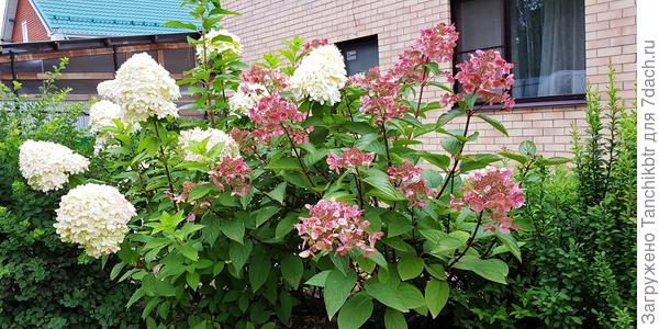 Людмила, как считаете, моя гортензия похожа на Вимс ред? Побеги точно красные