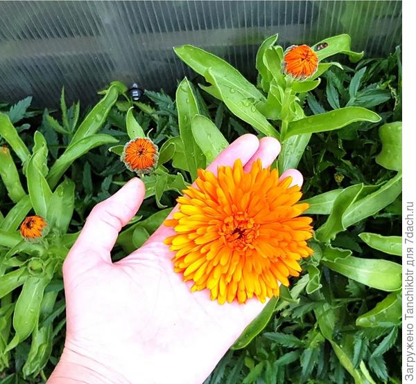 И цветы очень крупные получились. Хотя место посева было однозначно неудачным, там плодородного грунта ноль целых и ноль десятых