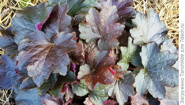 Смотрю, при ближнем кадре получается все-таки более реалистичный оттенок