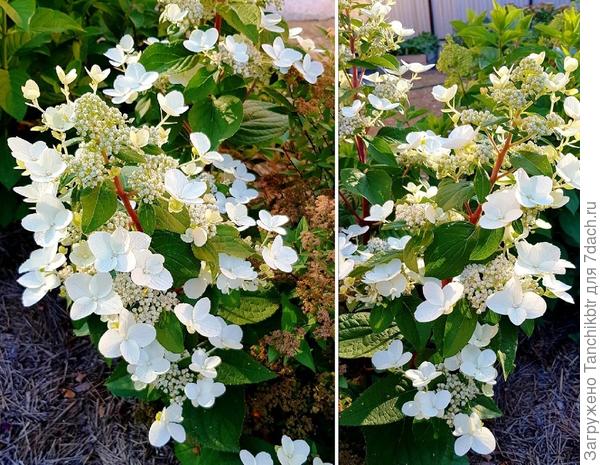 Очень мощные стебли в сравнении с другими метельчатыми гортензиями (на участке 7 сортов). Еще одна отличительная особенность – зацветает раньше всех, ± в начале июля (фото от 14.07). Надо отдельный вопрос задать, может, и мои определим 🙂 одну уже самостоятельно «раскусила» – Грандифлору 😀