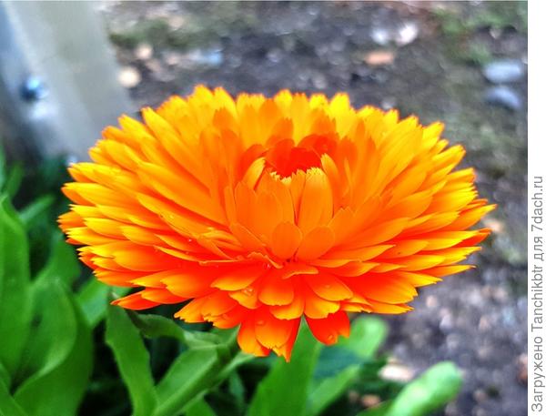 В закромах нашла пакетик с семенами, посеяла в начале июня. Результат понравился. Такой цвет яркий был у соцветий, словно неоновый (к сожалению, камера моего телефона неспособна уловить)