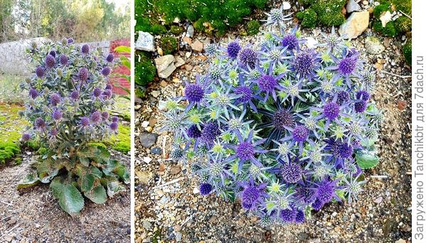 В этом году вырастила из семян плосколистный синеголовник Blue Hobbit (Блю Хоббит), привлекла компактная форма