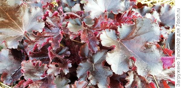 Melting Fire надо на солнышке фотографировать, может, как-нибудь поймаю момент 🙂 Тогда в полной мере понимаешь происхождение названия, она словно огнём горит при попадании солнечных лучей