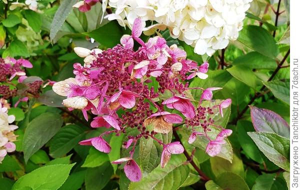 Танюш, нас заливает вторые сутки, сегодня еще и град был. Выбежала с утра продегустировать аромат 🙂, в таком виде уже не пахнет... Был ли аромат до этого, сложно сказать, не придавала значения, в миксе много чего растет, в том числе благоухающих растений