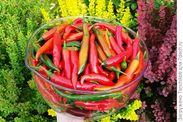 Вы меня ошарашили ценой за острый перец 🆘  В обязательном порядке ежегодно высаживаю 2 куста в кашпо, т.к. в теплице или на грядке нет для острого перца места. Никому не мешает, растет сам по себе, и отдает урожай не менее 5-7 литров. Нам – за глаза )))