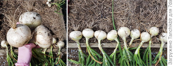 Стабильно хороший результат показывает гибрид Голландский сладкий