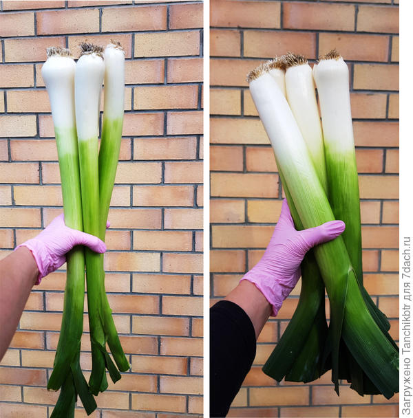 С пореем нужно выработать какую-то стратегию по отбеливанию стебля 🆘 Почему-то стандартное окучивание растений постоянно откладываю... вплоть до уборки урожая 😂 (на фото слева Русский размер, справа Бандит)