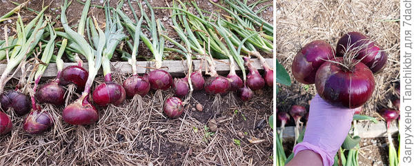 Кармен МС (в этом году в местных магазинах был откровенно скудный выбор семян, красный лук был представлен только одним сортом)