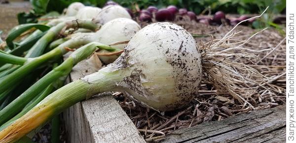 Урожаем лука (как репчатого, так и порея) довольна. Хотя допустила ошибку, неправильно совместила посадки, лук оказался в тени... Так что сорта свой потенциал полностью не раскрыли и результат, как полагаю, не на пятерку с плюсом 😀