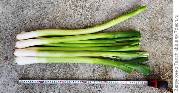 Тем более проверенный Русский размер (3 или 4 года выращиваю) и новинка сезона – Бандит перспективные сорта, грех не отбелить такие «ноги»