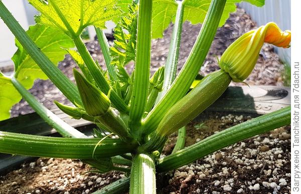 За счет ± 30-дневной рассады получаем хороший залог на ранний урожай. Так рано, как в этом году, кабачки никогда не снимала, уже в начале июня стала массово убирать плоды и варганить всевозможные блюда (фото от 4 июня, после высадки рассады кабачки с какой-то невероятной скоростью рванули в рост и приступили к плодоношению)