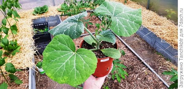 Понравился опыт с предварительным выращиванием месячной рассады. Оказывается, мама всегда через рассаду выращивает все тыквенные, я – максимум 5-дневные сеянцы в «улитке» без земли. Оказалось, хлопот никаких, т.к. фактически рассада выращиваются не на подоконнике, а уже в теплице (на фото рассада тыквы, но кабачки выглядели идентично, дата: 27 мая, объем технических горшочков 1-1,5 литра)
