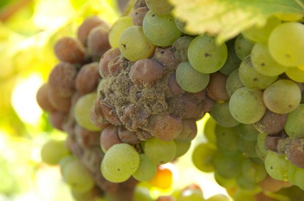 Серая гниль на винограде (Фото с сайта mtdata.ru)