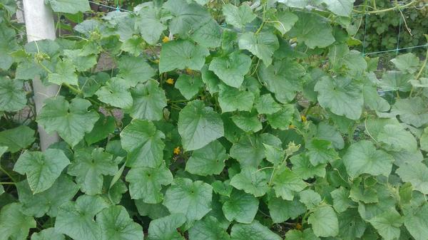 начали оплетать сетку