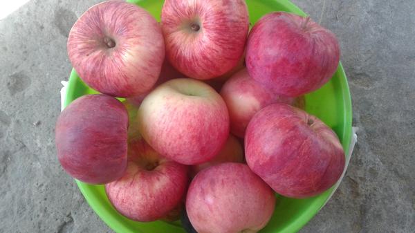 яблоки тожде пока приходится возить домой))