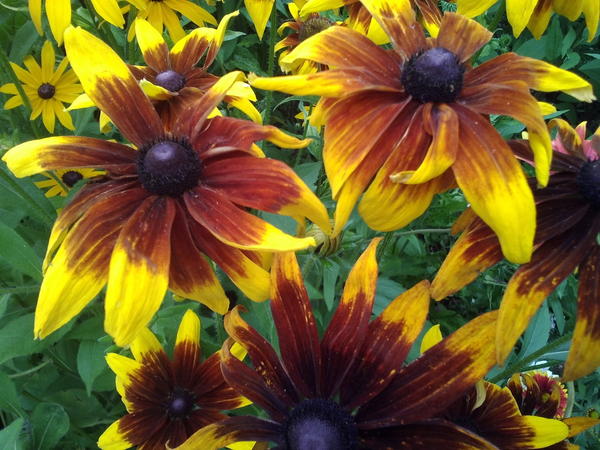 а цветы оставляю на даче, чтобы поскорее туда вернуться снова и продолжить наслаждаться красотой))