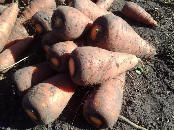 Морковка, которую все лето поливали &amp;quot;поверху&amp;quot;))