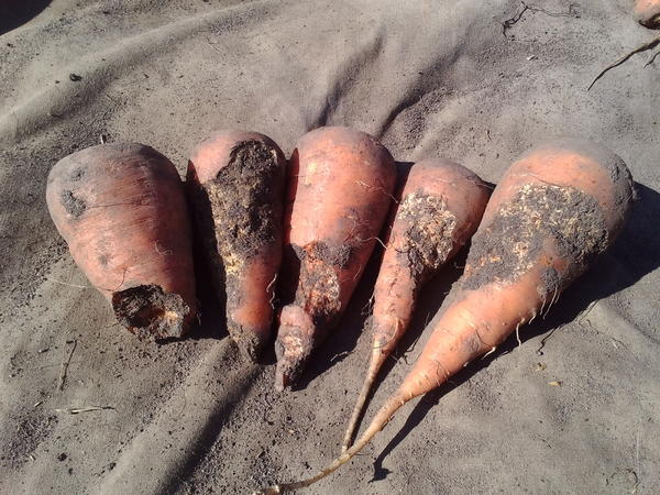 И все-таки попробую сдобрить грядку этой весной корками, чтобы отпугнуть личинок хруща, которые регулярно портят часть корнеплодов. Не поможет от хруща, так удобрением станет))