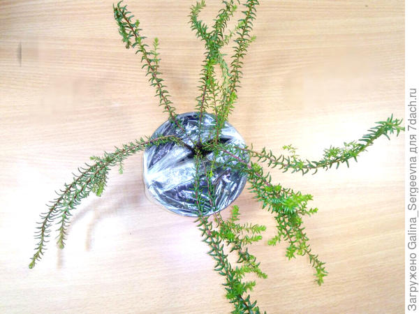 Шикша Ирланд