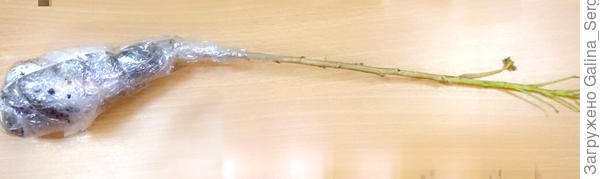 смородина Виксне