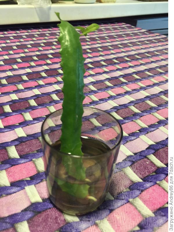 Подскажите что за растение.в воде стоит вторые сутки чтоб корень пустил это правельно